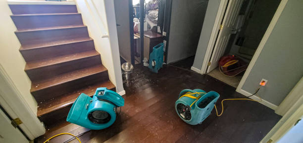 Best Local water damage restoration  in Fern Acres, HI