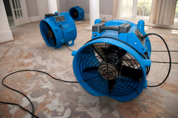Best Mold removal after water damage  in Fern Acres, HI